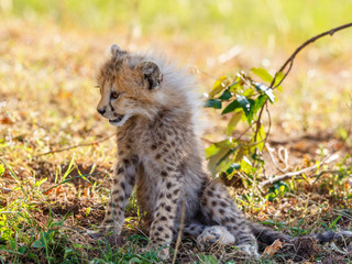Fototapeta premium Young Cheetah sitting in the shade on the savannah
