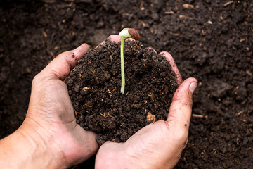 Man's hands farmer planting seedling of yardlong beans grow in fertile soil in the vegetable garden. Planting young tree organic agriculture and health food concept.