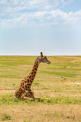 Resting Giraffe on the savanna in the Masai Mara National Reserve