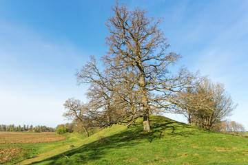 Fototapeta na wymiar Esker with oak trees on the hill
