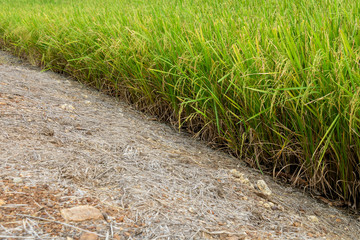 Green rice paddy in the cultivated agricultural field landscape rural scene under sunlight. Farmer...
