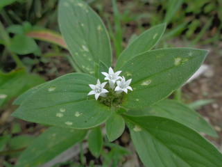 weeds green in the nature background