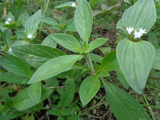 weeds green in the nature background