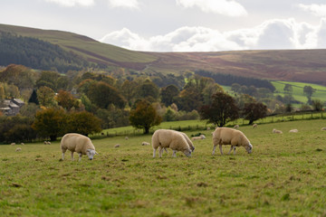 Field of white sheep in the highlands in Sky,Mountain range at sunset,Beautiful mountains landscape view,England , United of kingdom,UK
