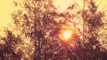 Bamboo can be used for all parts to have many benefits