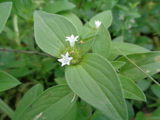 weeds green in the nature background