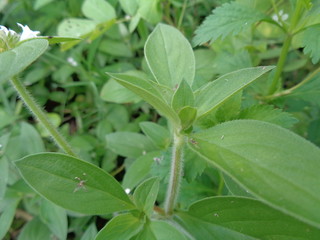 weeds green in the nature background