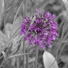 fiore a sfera