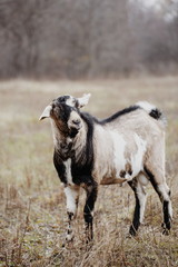 farm nubian goat funny face