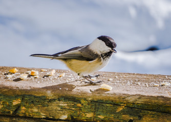 A bird (Cincia Mora) in the alps during a sunny winter day, near the village of Sankt Moritz and Silvaplana, Switzerland - January 2020