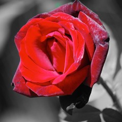 rosa rossa vellutata