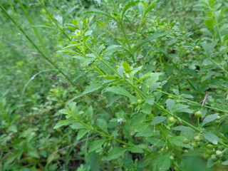 weeds green in the nature background