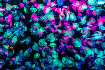 Light up jellyfish in aquarium © 06photo