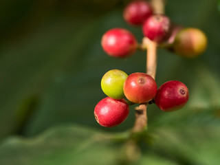 Coffee is an important economic crop in the world