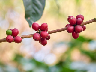 Coffee is an important economic crop in the world