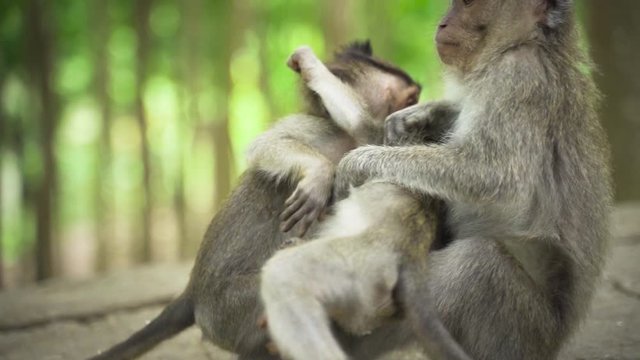monkeys playing in ubud sanctuary, slow motion close up shot
