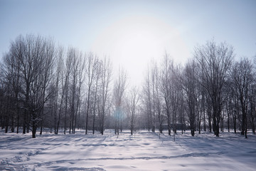 Winter forest landscape. Tall trees under snow cover. January frosty day in the park.
