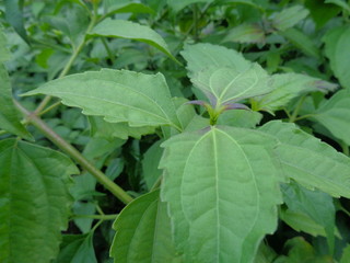 weeds green in the nature background