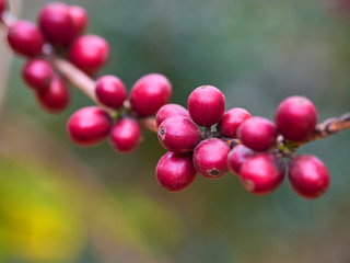 Coffee is an important economic crop in the world