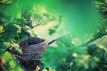 Bright spring greens at dawn in the forest. Nature comes to life in early spring.