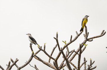 Two colorful birds in a tree in Mexico