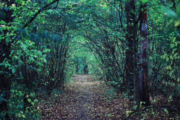 Bright spring greens at dawn in the forest. Nature comes to life in early spring.