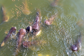 Pangasius farm faithful food export business