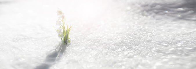 The first spring flower. Snowdrop in the forest. Spring sunny day in the forest.