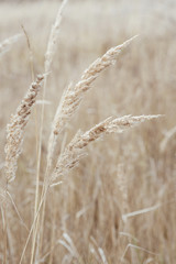 Herbarium. Dry wild flowers in the field in autumn. Muted shades of nature.