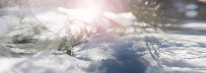 The first spring flower. Snowdrop in the forest. Spring sunny day in the forest.