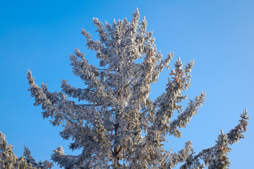 Conifer branches with needles covered with white frost