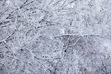 Winter forest landscape. Tall trees under snow cover. January frosty day in the park.