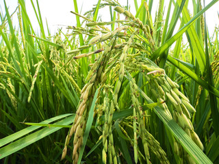 Rice is an economic crop in Asia