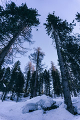 Snowy mountains and forest during a sunny winter day in the alps, near the village of Sankt Moritz and Silvaplana, Switzerland - January 2020