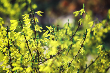 Bright spring greens at dawn in the forest. Nature comes to life in early spring.