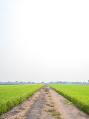 Rice is an economic crop in Asia