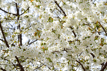 Blossom cherry tree