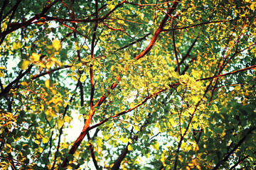 Bright spring greens at dawn in the forest. Nature comes to life in early spring.