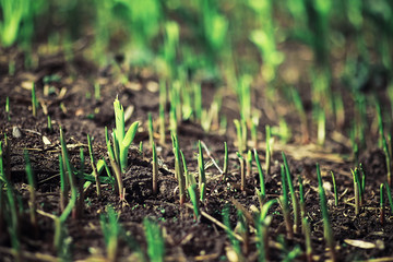 Bright spring greens at dawn in the forest. Nature comes to life in early spring.