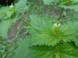 weeds in the green nature background