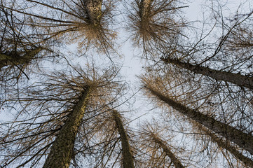 tree trunks towering in the blue sky.
