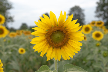 Close up sunflowers in the garden.