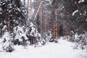 Winter forest landscape. Tall trees under snow cover. January frosty day in the park.