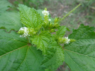 weeds in the green nature background