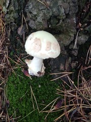 mushrooms