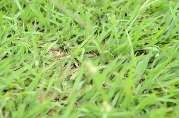  green grass of the mountains of Colombia