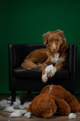 bad dog spoils the toy. Nova Scotia Duck Tolling Retriever plays at home. Pet spoils things
