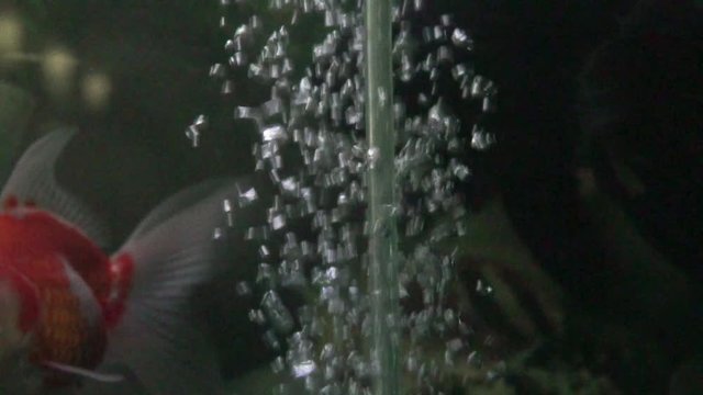 abstract background water bubble and defocused red fish in acquarium
