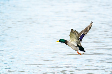 Flying male mallard duck (Anas platyrhynchos)