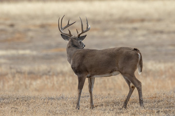 Buck Whitetail Deer in Colorado During the Fall Rut